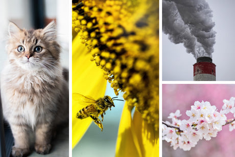 5 Things You Need To Know About Allergies