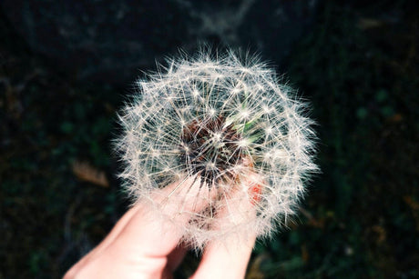 5 of the Best Ways To Manage Your Allergies