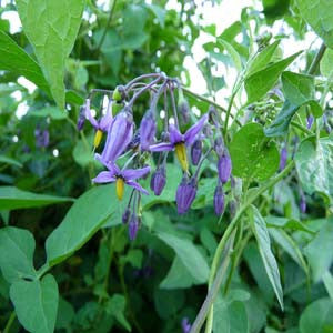 homeopathic flu vaccination