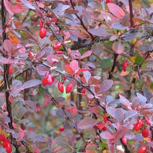 homeopathic flu vaccination