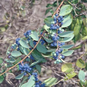 Coc Ind - HOM 119 - HomeopathyStore.com