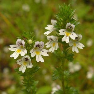 homeopathic medicine