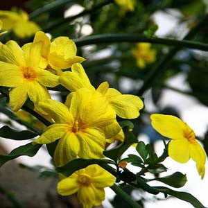 homeopathic flu prevention