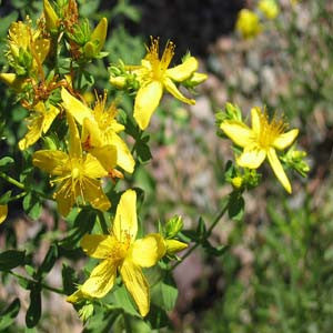 Hypericum Perforatum