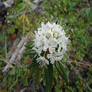 Led Pal - HOM 210 - HomeopathyStore.com