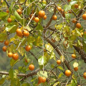 Nux Vom - HOM 249 - HomeopathyStore.com