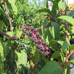 Phy Dec - HOM 266 - HomeopathyStore.com