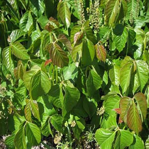 Rhu Tox - HOM 281 - HomeopathyStore.com