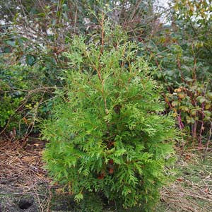 Thu Occ - HOM 329 - HomeopathyStore.com