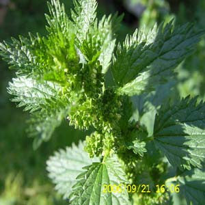 Urt Ure - HOM 333 - HomeopathyStore.com