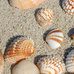 homeopathic flu prevention