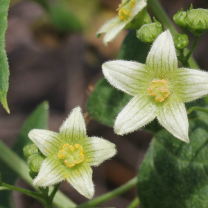 homeopathic flu vaccine