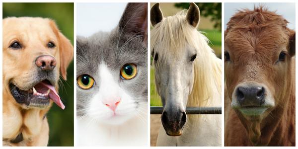 Schuessler Cell Salts for Pets and Other Animals