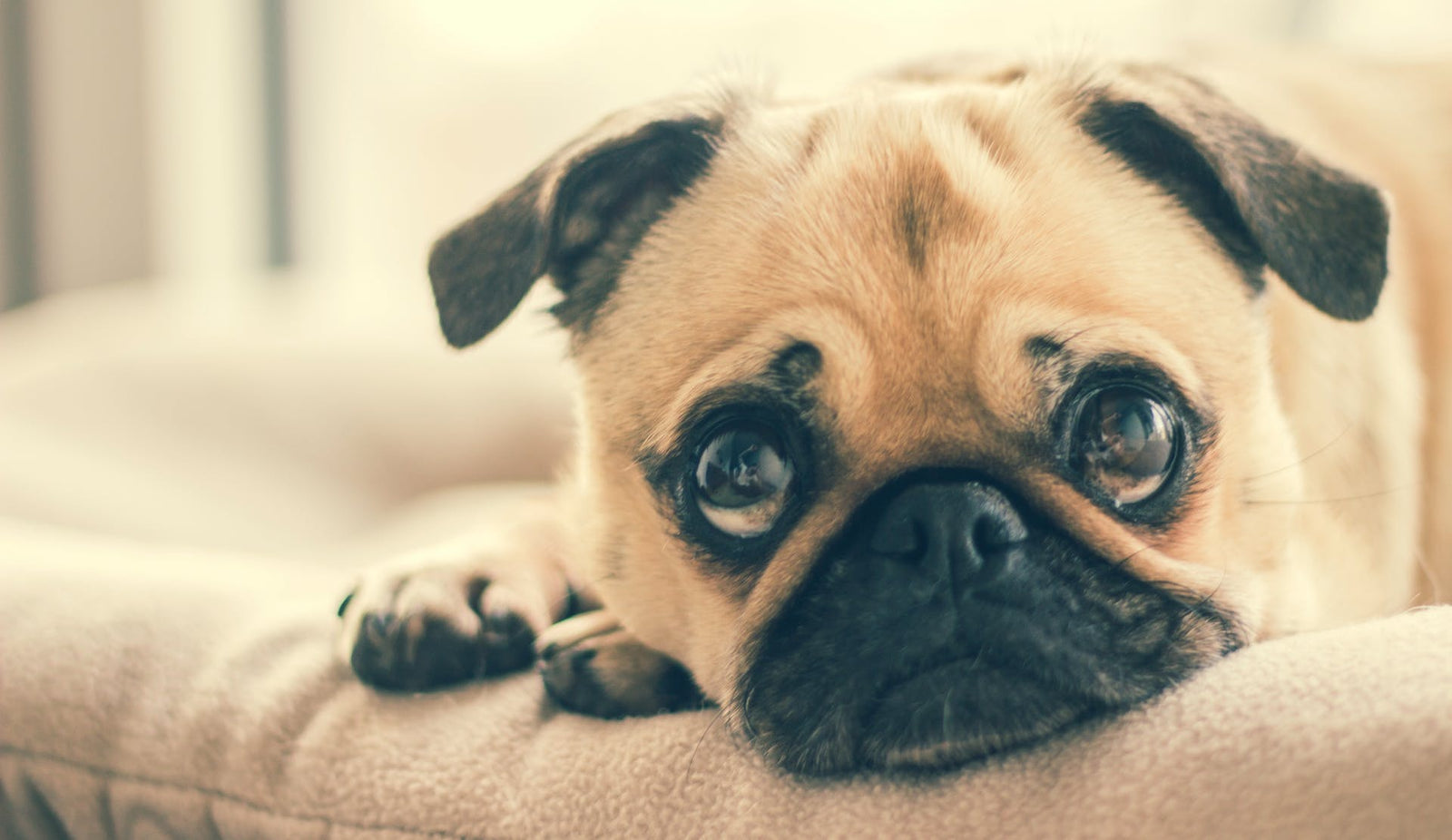 Mysterious Canine Respiratory Illness and How Homeopathy Can Help