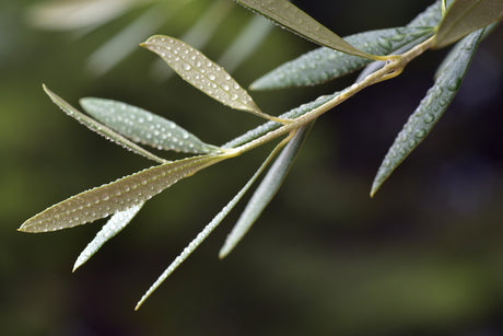 Olive Leaf Extract and Oleuropein: Benefits and Uses